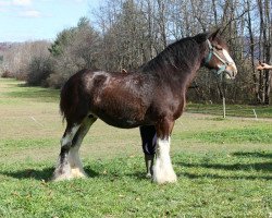 Zuchtstute Grandview Eli's Kaola (Clydesdale, 2001, von Armageddon's Lord Elijah)