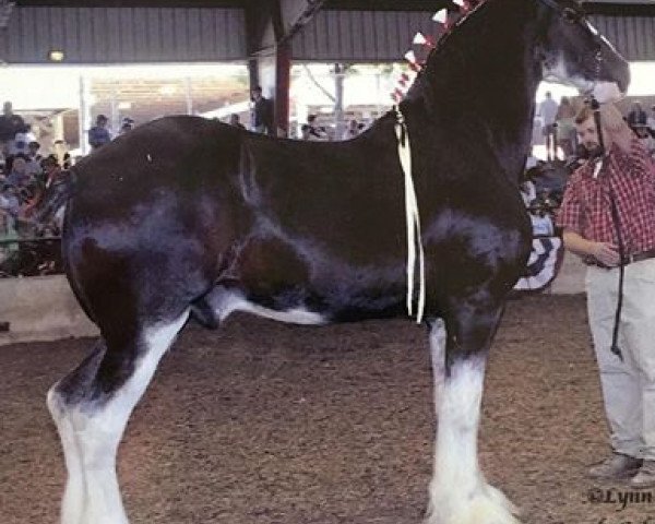 Pferd Grandview Eli's Julio (Clydesdale, 2000, von Armageddon's Lord Elijah)