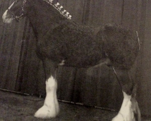 Pferd Grandview Barney's Kick Start (Clydesdale, 2001, von 2S Sir Barnabus)