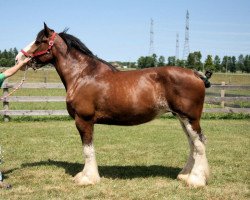 Zuchtstute Grand Cypress Rachel (Clydesdale, 2002, von Bluffviews Newsworthy Noah)