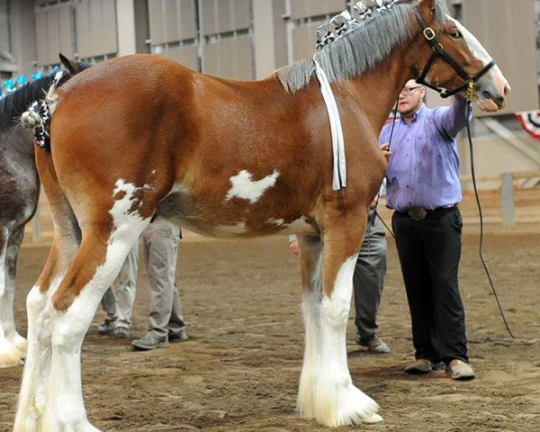 Pferd Grace's Valyrian Steele (Clydesdale, 2017, von Iron Horse MM Steele)