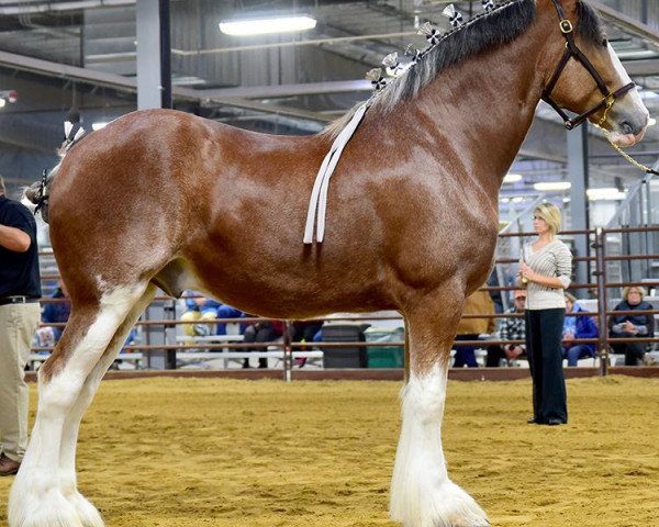 horse Grace's Sharp Mark (Clydesdale, 2013, from Cedarlane Duncan)