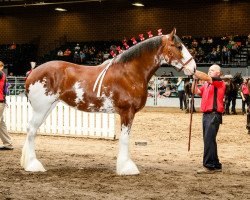 Zuchtstute Gor-Dey Pearl (Clydesdale, 2015, von Twin Pines Thor)