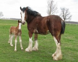 Zuchtstute Gor-dey Sir Garrett Amy II (Clydesdale, 2014, von 2S Grandeur's Sir Garrett)