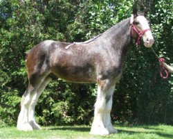 horse Gor-Dey Joker (Clydesdale, 2012, from Willow Way Magnus)