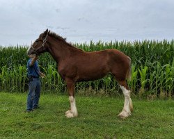 Zuchtstute Gor-Dey Rose (Clydesdale, 2017, von Twin Pines Thor)