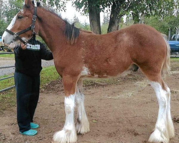 stallion Gor-dey Cindy's Keystone (Clydesdale, 2018, from 2S Above All's Mister Keynote)