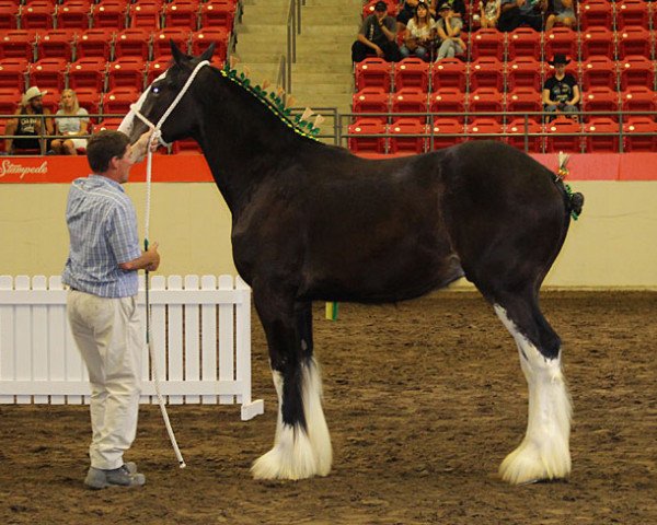 horse Gor-Dey Black Prince (Clydesdale, 2016, from Joseph Lake's Geronimo)