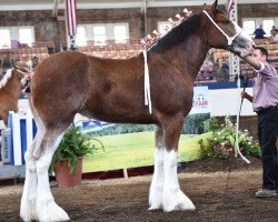 Zuchtstute Gor-dey Darby (Clydesdale, 2018, von 2S Above All's Mister Keynote)