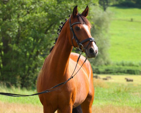 Springpferd Poison Eve (Westfale, 1997, von Lagavulin)