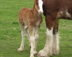 Pferd Gor-Dey Atlas (Clydesdale, 2019, von Gor-dey Captain Baltimore)