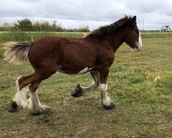 horse Gor-Dey Annie (Clydesdale, 2019, from Canwest Primetime)