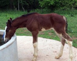 horse Good Intentions Farm Sweet Adeline (Clydesdale, 2015, from Allumettes Catalyst Quaid)