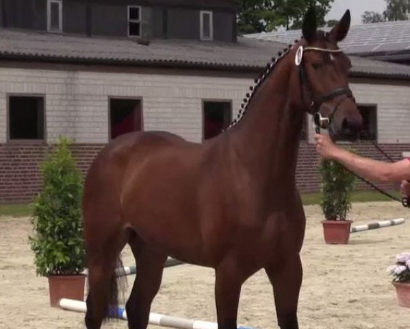 dressage horse Bellina (Westphalian, 2011, from Balous Bellini)