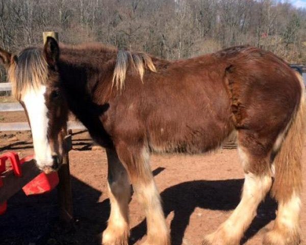 horse Good Intentions Eisenhower (Clydesdale, 2016, from Ozark's Royal Double Inspiration)