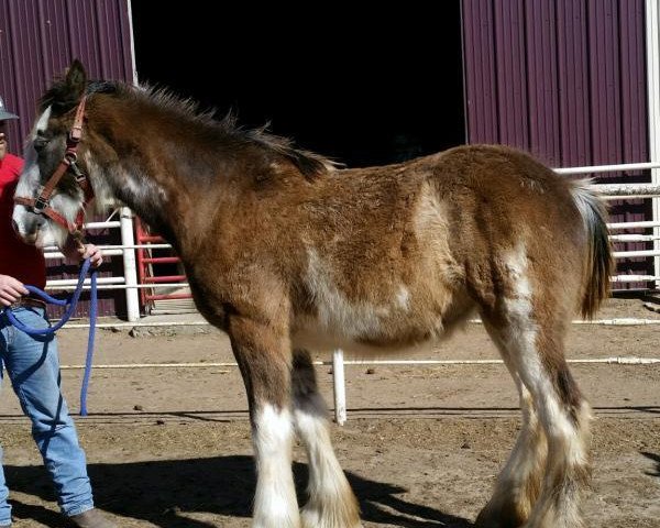 Pferd C3 Candi's Maple Nut Goody (Clydesdale, 2016, von Somewhere Doc's Blackun Decker)