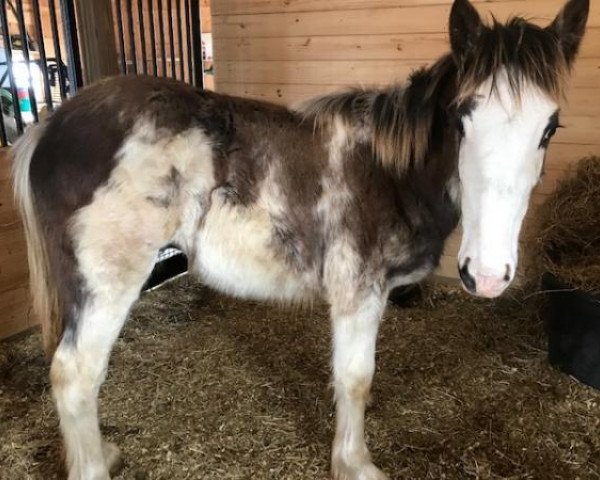 horse Blue Chip Stock of Good Intentions (Clydesdale, 2018, from Keyhole Eli)