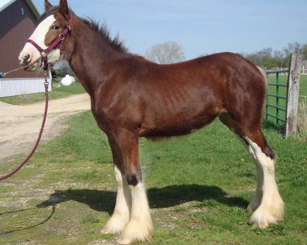 Pferd Airgood Acres Annabelle (Clydesdale, 2013, von Cedarlane Duncan)