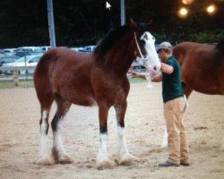 horse Golden Run M.E. Mercedes (Clydesdale, 2011, from 2S Omega's Mister Edison)