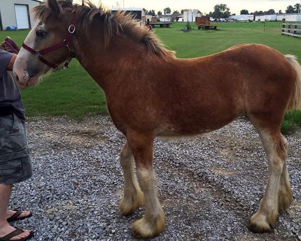 Pferd Glori's Genuine Risk of SDC (Clydesdale, 2016, von Zorra Highland Captain)