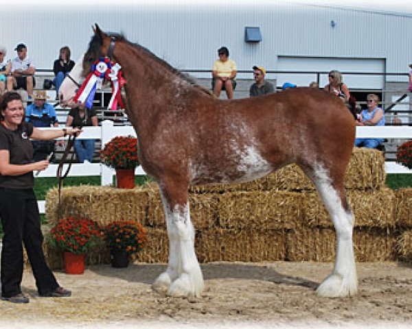 Zuchtstute Glorious Explorer of 2S (Clydesdale, 2007, von Millisle Explorer)