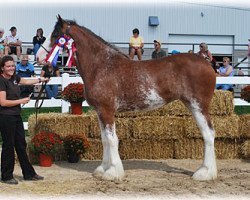 broodmare Glorious Explorer of 2S (Clydesdale, 2007, from Millisle Explorer)