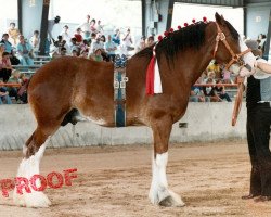 Deckhengst Glenlodge Prince (Clydesdale, 1979, von Broom Chancellor)