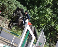 Springpferd Percy (Trakehner, 2000, von Polder)