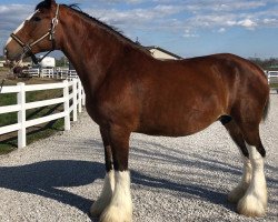 broodmare Gentrice Danny Boy Jane (Clydesdale, 2006, from Ogdensburg Danny Boy)