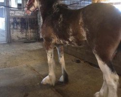 Pferd Sweet Joy of Glencoe (Clydesdale, 2016, von Blackjack of Ridgeview)