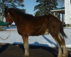 Pferd Mr. Ed of Glencoe (Clydesdale, 2011, von Grandview Eli's Just-In-Step)