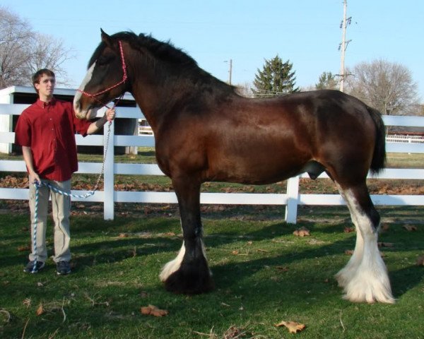 Deckhengst Tartan Drummer (Clydesdale, 1994, von Armageddon's Lord Jacob)