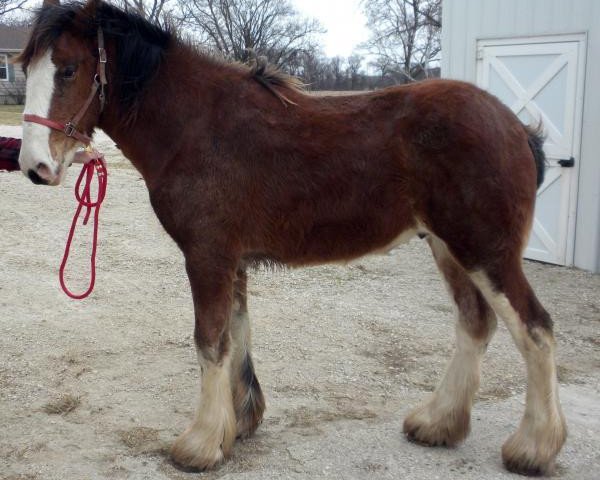 Pferd Glencoe Zander (Clydesdale, 2015, von GSL Azar's Footprint)