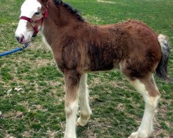 horse Glencoe Sweet Praise (Clydesdale, 2013, from Cedarlane Duncan)