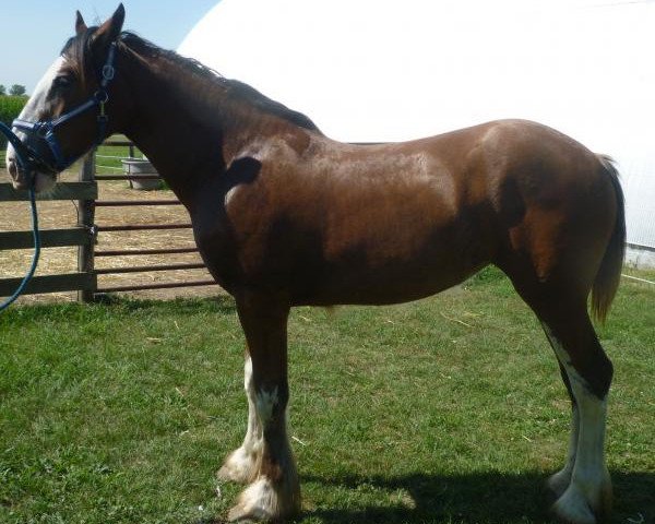 horse Glencoe Sweet Peyton (Clydesdale, 2012, from Cedarlane Duncan)