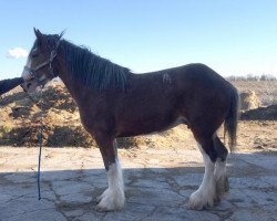 horse Glencoe Sweet Molly Mae (Clydesdale, 2014, from Freedom Majestic Liverpool)