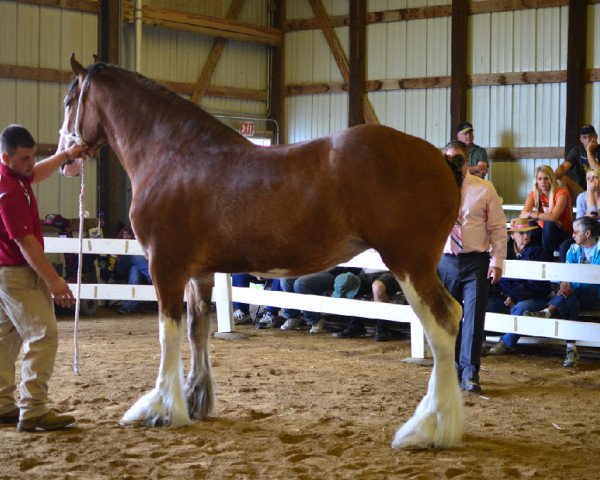 broodmare Glencoe Sweet Mariah (Clydesdale, 2009, from Cedarlane Duncan)