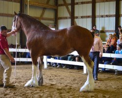 Zuchtstute Glencoe Sweet Mariah (Clydesdale, 2009, von Cedarlane Duncan)