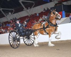 Zuchtstute Glencoe Sweet Mary Ann's Grace (Clydesdale, 2006, von Hughes' Liveoak Candy's Spanky)