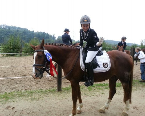 dressage horse Principal Pepe (German Riding Pony, 2001, from Principal Boy)