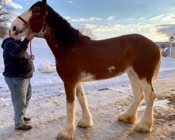 Pferd Glencoe Sweet Lady Lois (Clydesdale, 2016, von H.M.H. Rockin Bentley)