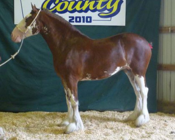 Zuchtstute Glencoe Sweet Jade (Clydesdale, 2008, von Cedarlane Duncan)