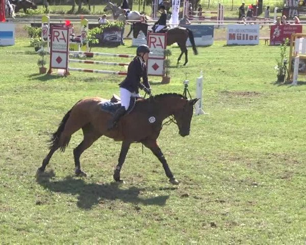 Reitturnier Pfullendorf 2015