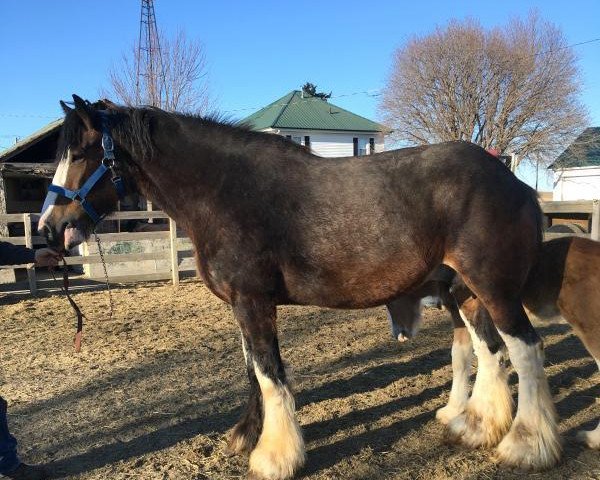 broodmare Schuler Farms Silverking Fancy (Clydesdale, 2011, from Weatherhill Silver King)