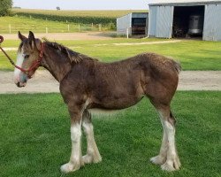 Pferd Glencoe Sweet Finley (Clydesdale, 2018, von Kellois Taylor Mitchell)