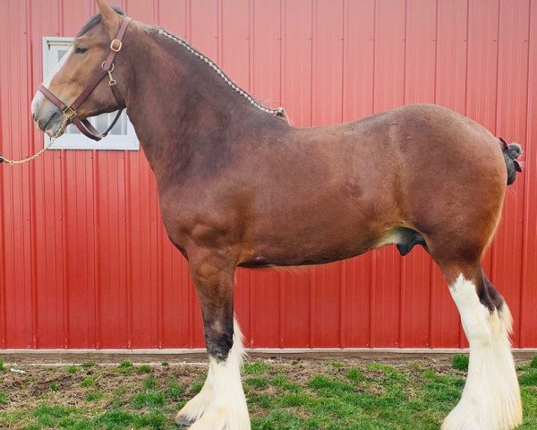 Pferd Love's Brier (Clydesdale, 2017, von Aghadowey Prince William)