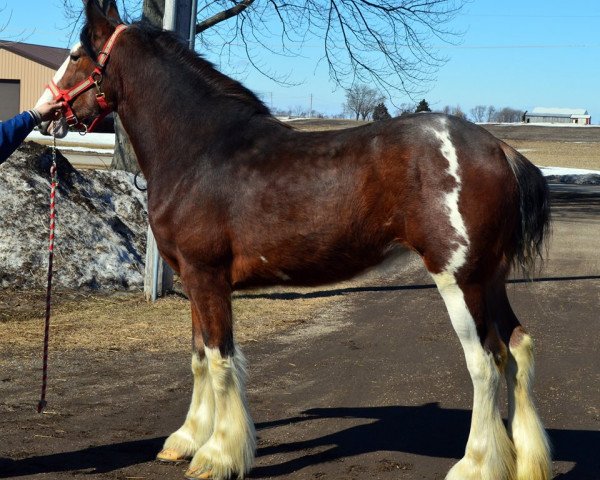 Zuchtstute Glencoe Sweet Ava (Clydesdale, 2012, von Cedarlane Duncan)