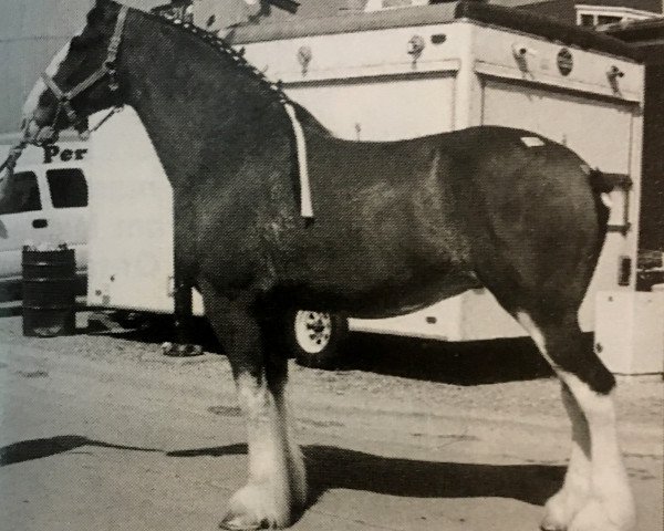 broodmare Glencoe Sweet Angelina (Clydesdale, 1996, from T.H.V. Don)