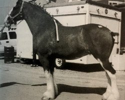 Zuchtstute Glencoe Sweet Angelina (Clydesdale, 1996, von T.H.V. Don)