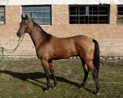 horse Poedinok (Akhal-Teke, 2013, from Paikend)